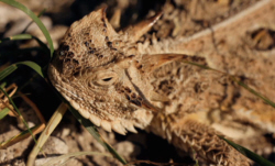Lizard