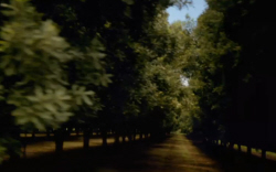 Macademia Nut Plantation