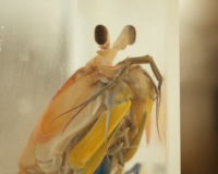 Mantis Shrimp