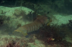 Mantis Shrimp - Hemisquilla californiensis