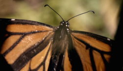 Monarch Butterfly