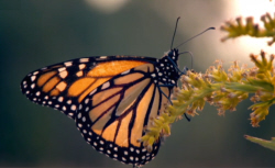 Monarch Butterfly