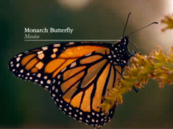 Monarch Butterfly