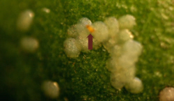 Nut Borer Moth Eggs