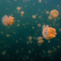 A Multitude of Golden Jellyfish
