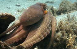 Intelligent Octopus