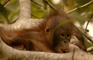 Orang-Utan Infant