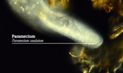 Paramecium candatum