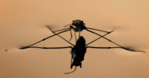 Pond Skater