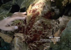 Red Algae Filamentous rhodopbyte