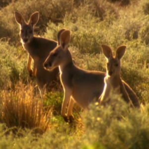 Red Kangaroo
