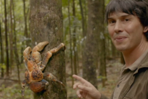 Christmas Island Robber Crab, Birgus latro