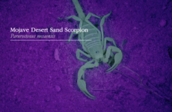 Mojave Desert Sand Scorpion - Paruroctonus mesaensis 