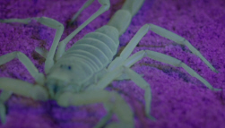 Scorpion detects Vibrations