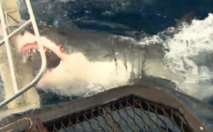 Great White Shark Attack