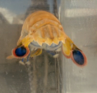 Shrimp Tail Flashes