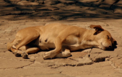 Let Sleeping Dogs Lie