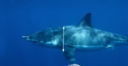 Streamlined Shark
