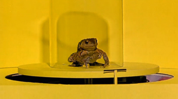 Laboratory Toad Test