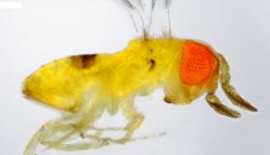 Trichogramma Wasp